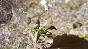 Attēlu rezultāti vaicājumam “Viola tricolor subsp. matutina flower”