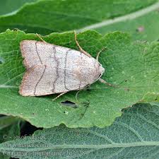 Attēlu rezultāti vaicājumam “Charanyca trigrammica”