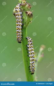 Attēlu rezultāti vaicājumam “Shargacucullia scrophulariae larva”