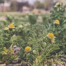 Attēlu rezultāti vaicājumam “Matricaria discoidea flower”