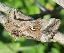 Attēlu rezultāti vaicājumam “Autographa gamma”