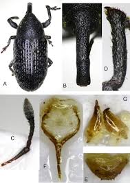 Attēlu rezultāti vaicājumam “Larinus sp.”