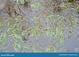 Attēlu rezultāti vaicājumam “Glyceria fluitans leaf”