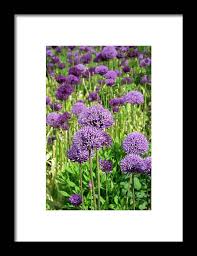 Attēlu rezultāti vaicājumam “Allium holandicum leaf”