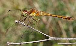 Attēlu rezultāti vaicājumam “Sympetrum”
