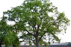 Attēlu rezultāti vaicājumam “Juglans x sinensis”