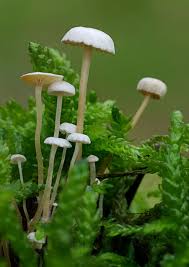 Attēlu rezultāti vaicājumam “Collybia cirrhata”