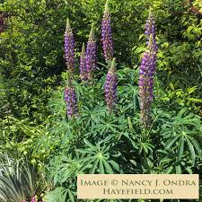 Attēlu rezultāti vaicājumam “Lupinus polyphyllus”
