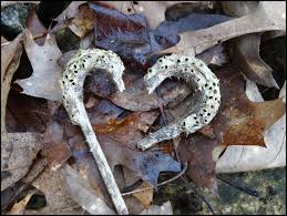 Attēlu rezultāti vaicājumam “Diastrophus rubi”