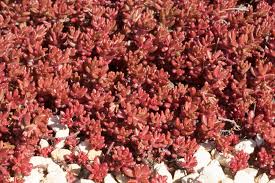 Image result for Sedum album `Coral Carpet`