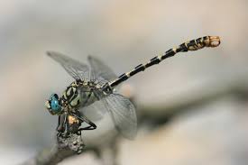 Attēlu rezultāti vaicājumam “Onychogomphus forcipatus”