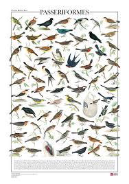 Attēlu rezultāti vaicājumam “Passeriformes”