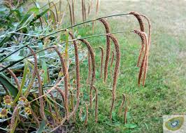 Attēlu rezultāti vaicājumam “Carex panicea fruit”