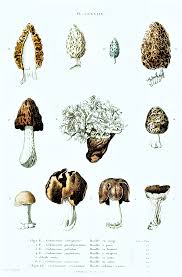 Attēlu rezultāti vaicājumam “Ascomycota”