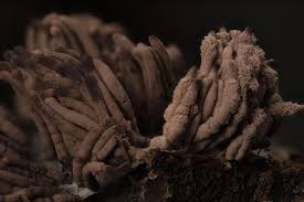 Attēlu rezultāti vaicājumam “Symphytocarpus flaccidus”