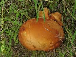 Attēlu rezultāti vaicājumam “Suillus luteus”