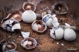 Attēlu rezultāti vaicājumam “Diderma testaceum”