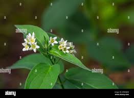 Attēlu rezultāti vaicājumam “Vincetoxicum hirundinaria flower”