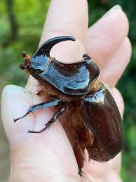 Attēlu rezultāti vaicājumam “Oryctes nasicornis”