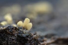 Attēlu rezultāti vaicājumam “Hemitrichia calyculata macro”