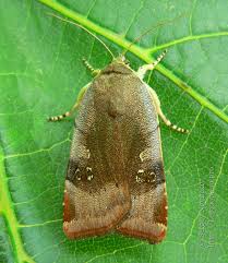 Attēlu rezultāti vaicājumam “Noctua fimbriata imago”