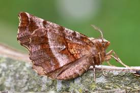 Attēlu rezultāti vaicājumam “Selenia dentaria”