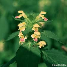 Attēlu rezultāti vaicājumam “Galeopsis speciosa flower”