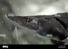 Image result for Huso brevirostrum