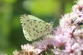 Attēlu rezultāti vaicājumam “Lycogala persicum”