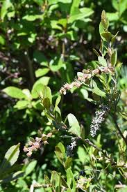 Attēlu rezultāti vaicājumam “Chamaedaphne calyculata”