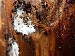 Attēlu rezultāti vaicājumam “Cucujus cinnaberinus larva”