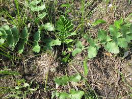 Attēlu rezultāti vaicājumam “Pimpinella saxifraga leaf”
