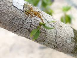 Attēlu rezultāti vaicājumam “Athelia pyriformis”