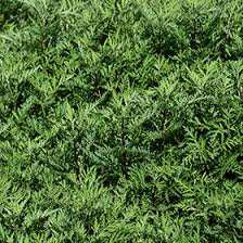 Image result for Artemisia gmelinii