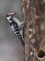 Attēlu rezultāti vaicājumam “Dendrocopos minor”