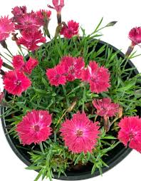 Image result for Dianthus gratianopolitanus
