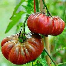Afbeeldingsresultaat voor purple calabash tomato