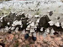 Attēlu rezultāti vaicājumam “Xylobolus frustulatus”