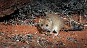 Attēlu rezultāti vaicājumam “Ophiotheca chrysosperma”