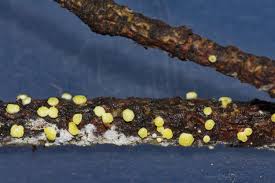 Attēlu rezultāti vaicājumam “Hypocrea gelatinosa”