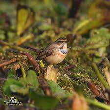Attēlu rezultāti vaicājumam “Luscinia svecica”