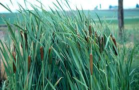 Attēlu rezultāti vaicājumam “Typha latifolia”