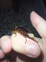 Attēlu rezultāti vaicājumam “Badhamia dubia”