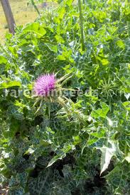 Image result for Silybum marianum