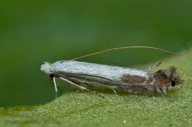 Attēlu rezultāti vaicājumam “Lyonetia clerkella”