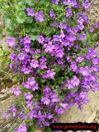 Image result for Campanula formanekiana