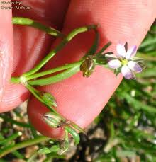 Attēlu rezultāti vaicājumam “Spergularia marina leaf”