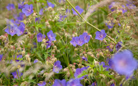 Image result for Geranium pratense