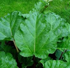 Attēlu rezultāti vaicājumam “Rheum rhabarbarum”