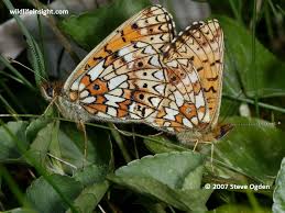 Attēlu rezultāti vaicājumam “Clossiana selene underside”